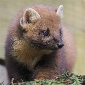 Marten Traps